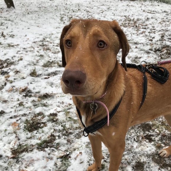 Meet your Posher, Lily - Picture 3 of 4